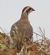 Red-legged Partridge