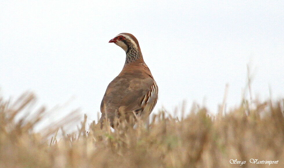 Red-legged Partridgeadult, Behaviour