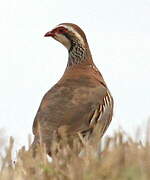 Red-legged Partridge