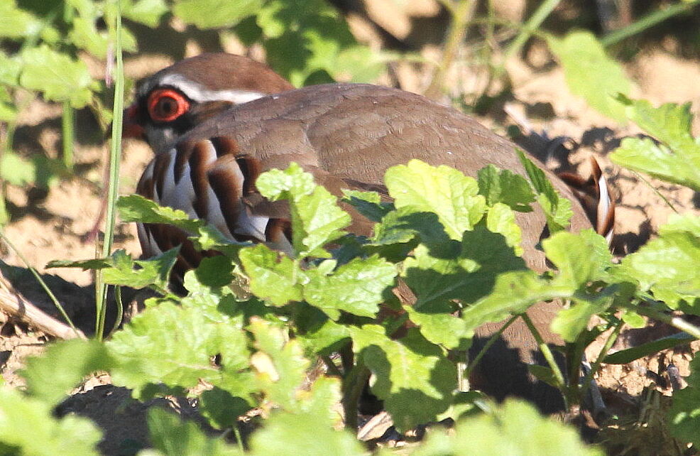 Red-legged Partridgeadult, Behaviour