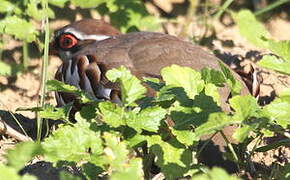 Red-legged Partridge