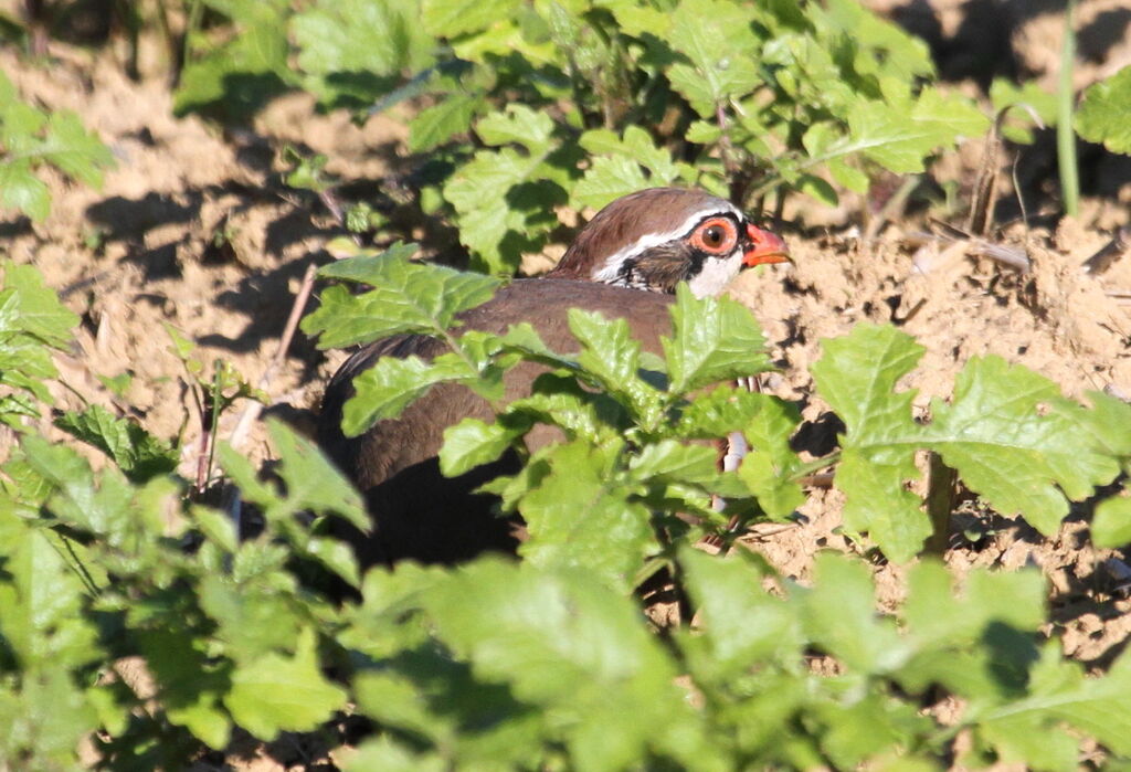 Red-legged Partridgeadult, Behaviour