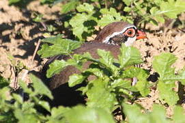 Red-legged Partridge