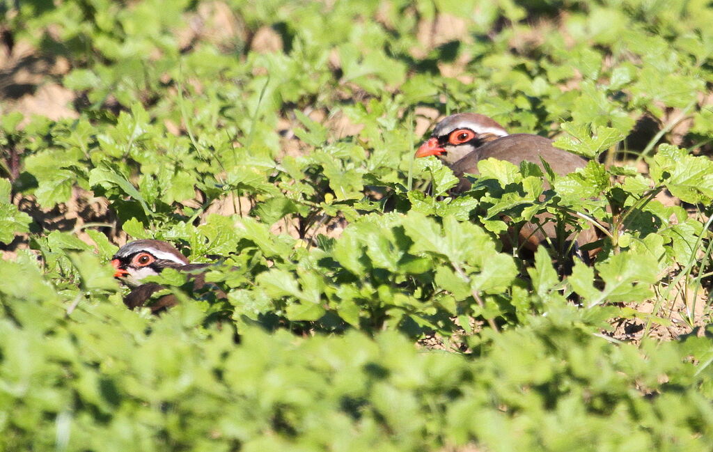 Red-legged Partridgeadult, Behaviour