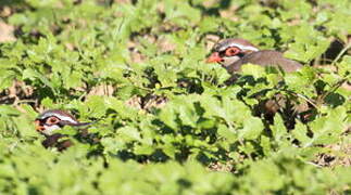 Red-legged Partridge