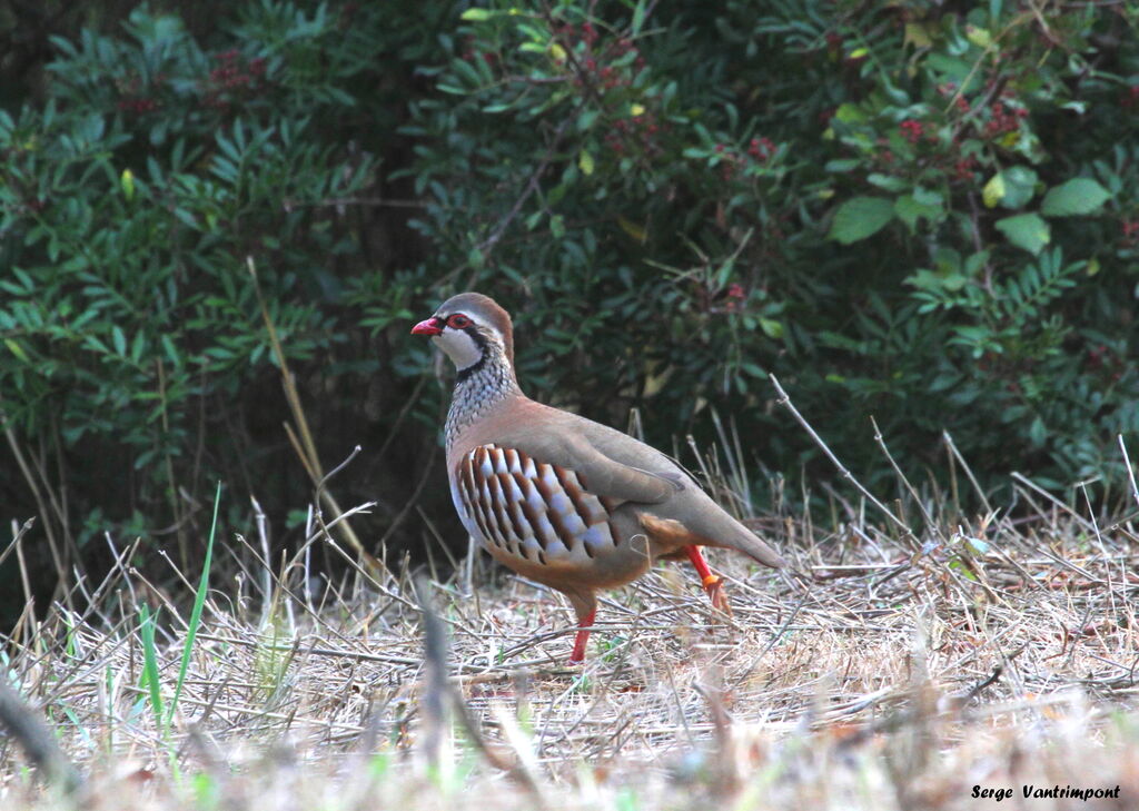 Red-legged Partridgeadult, Behaviour