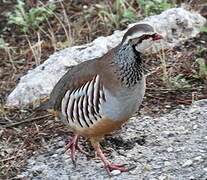 Red-legged Partridge