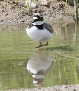 Little Ringed Plover