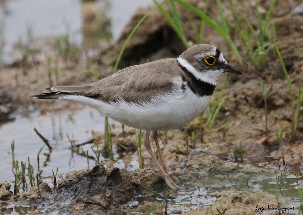 Little Ringed Ploveradult, Flight