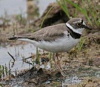 Little Ringed Plover