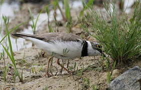 Little Ringed Plover