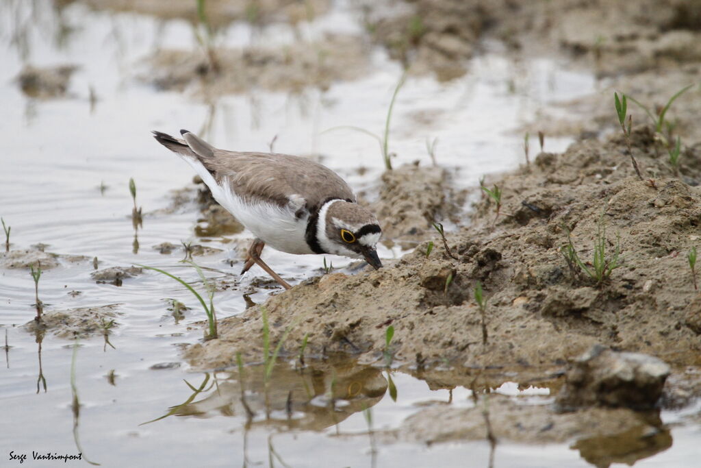 Little Ringed Ploveradult, identification, eats, drinks