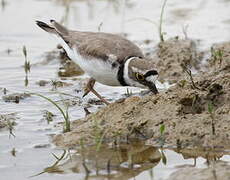 Little Ringed Plover