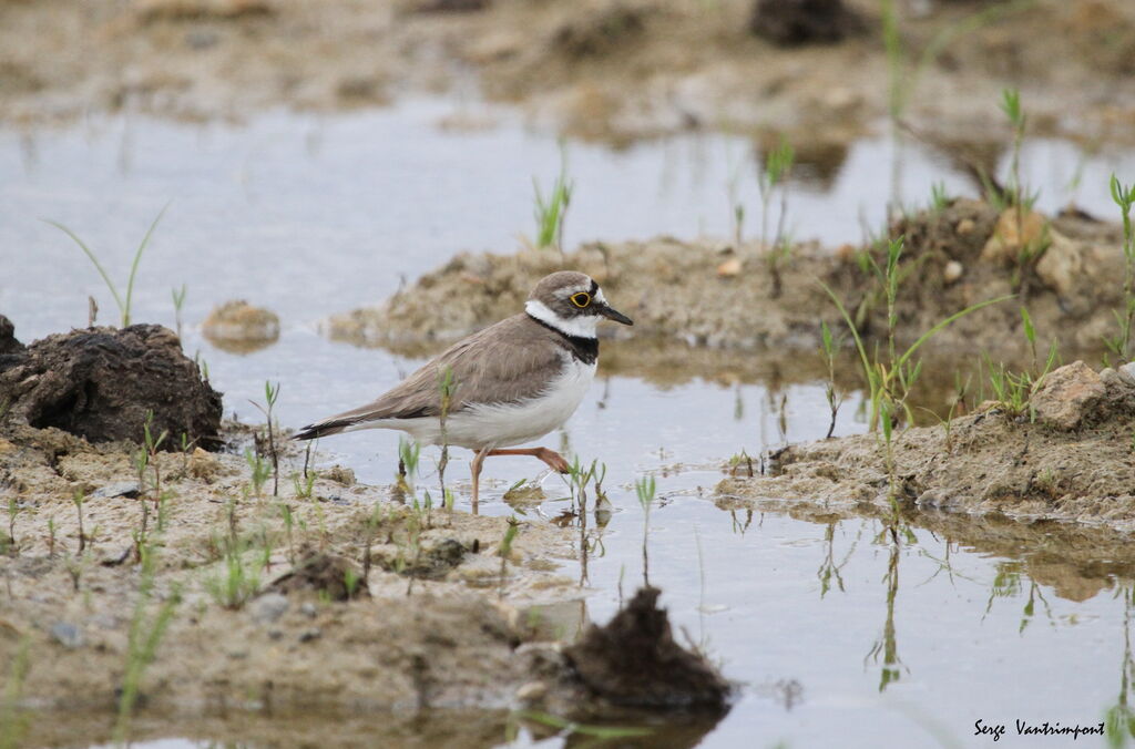 Little Ringed Ploveradult, Flight, eats, drinks