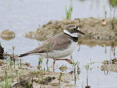 Little Ringed Plover