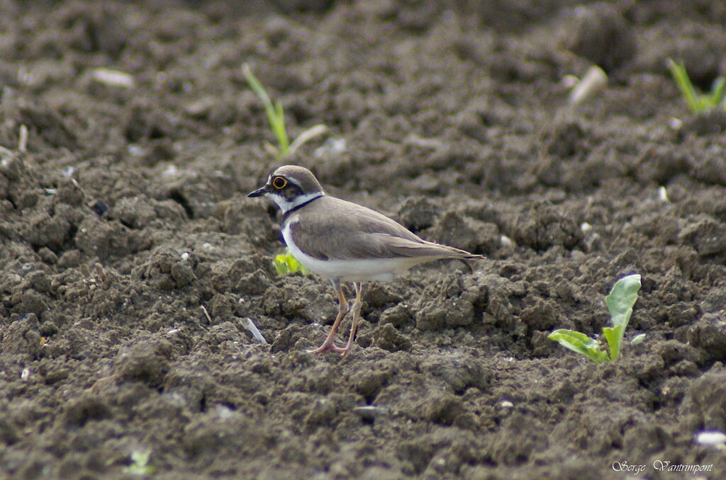 Little Ringed Ploveradult, Behaviour