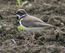 Little Ringed Plover