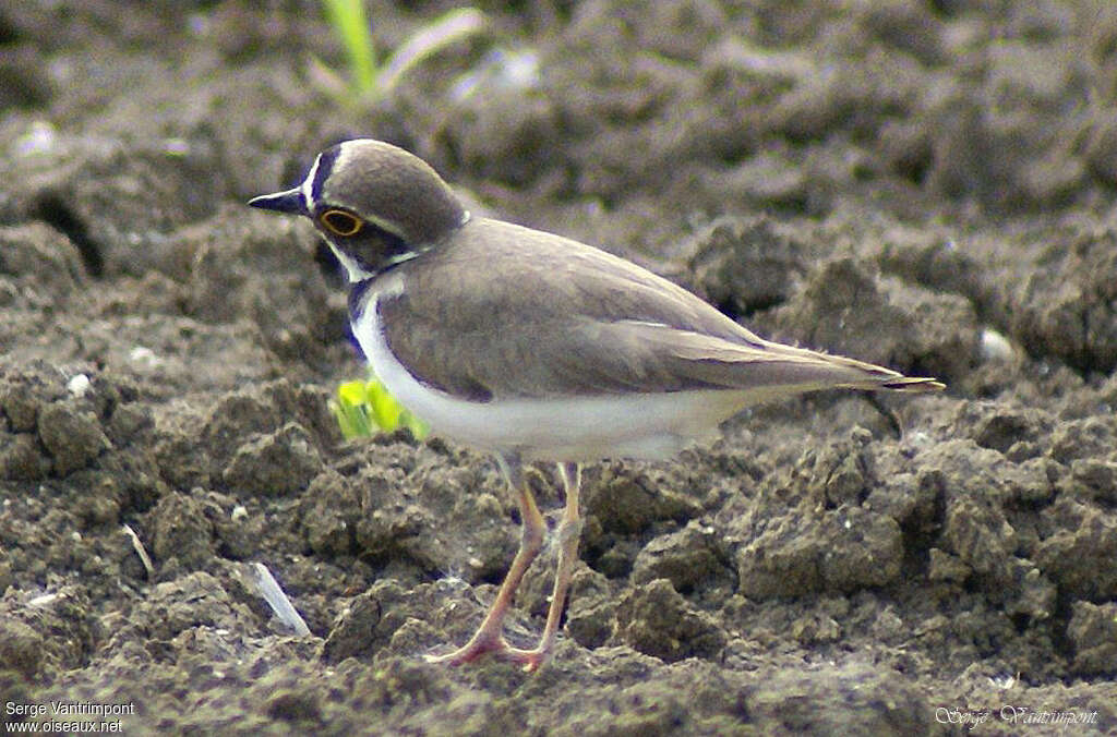 Little Ringed Plover female adult, Behaviour