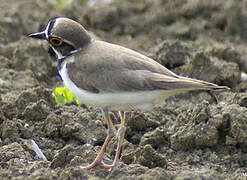 Little Ringed Plover