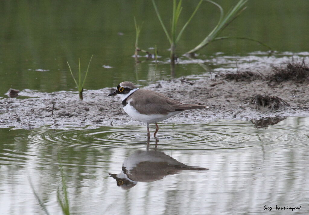 Little Ringed Plover, Behaviour