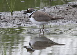 Little Ringed Plover