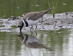 Little Ringed Plover