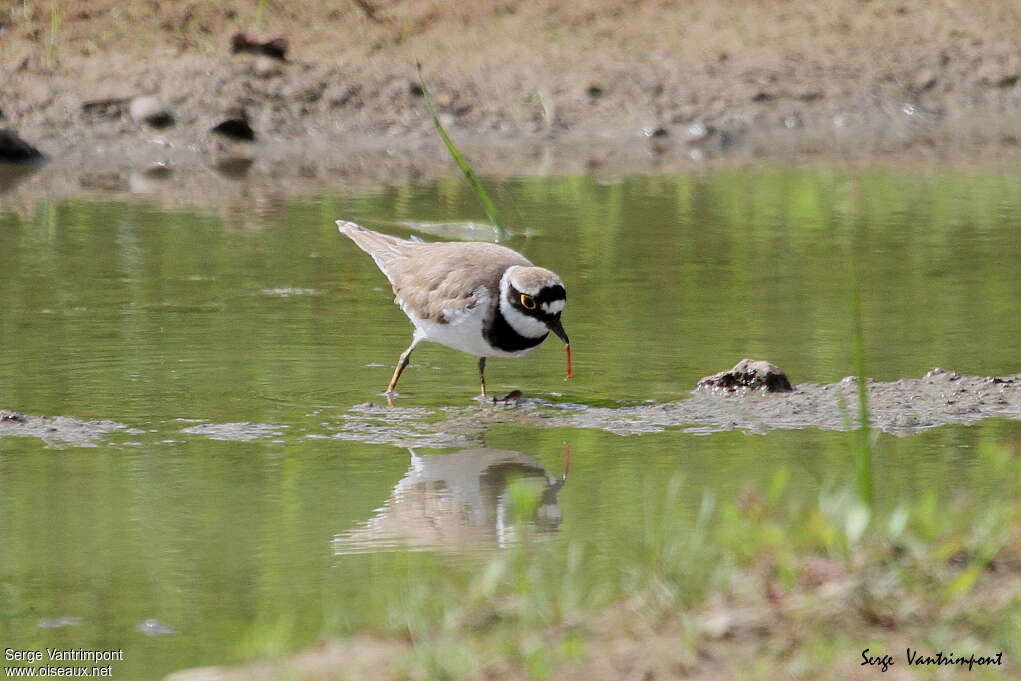 Little Ringed Ploveradult, feeding habits, eats, Behaviour