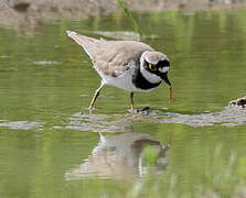 Little Ringed Plover