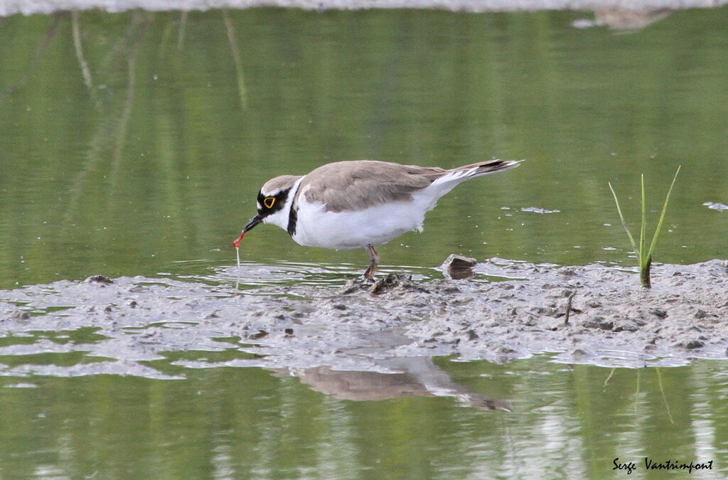 Little Ringed Plover, feeding habits, Behaviour