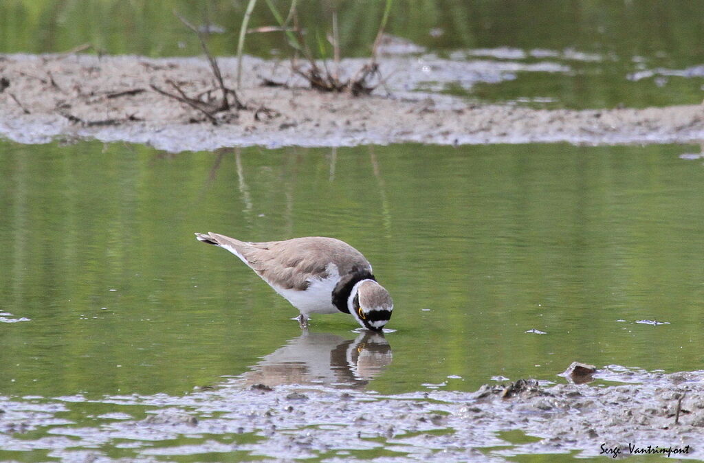 Little Ringed Plover, feeding habits, Behaviour