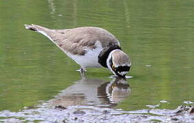 Little Ringed Plover