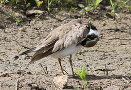 Little Ringed Plover