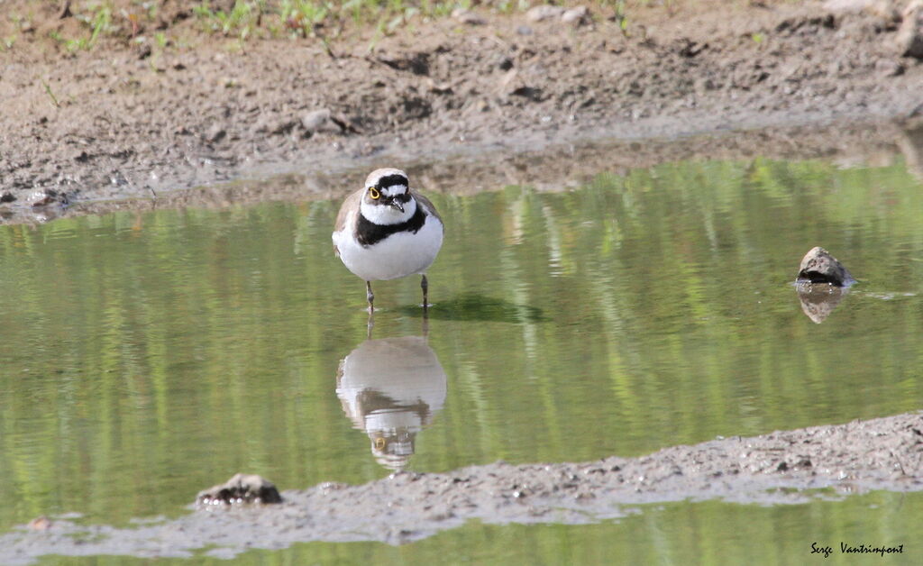 Little Ringed Plover, Behaviour