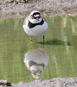 Little Ringed Plover