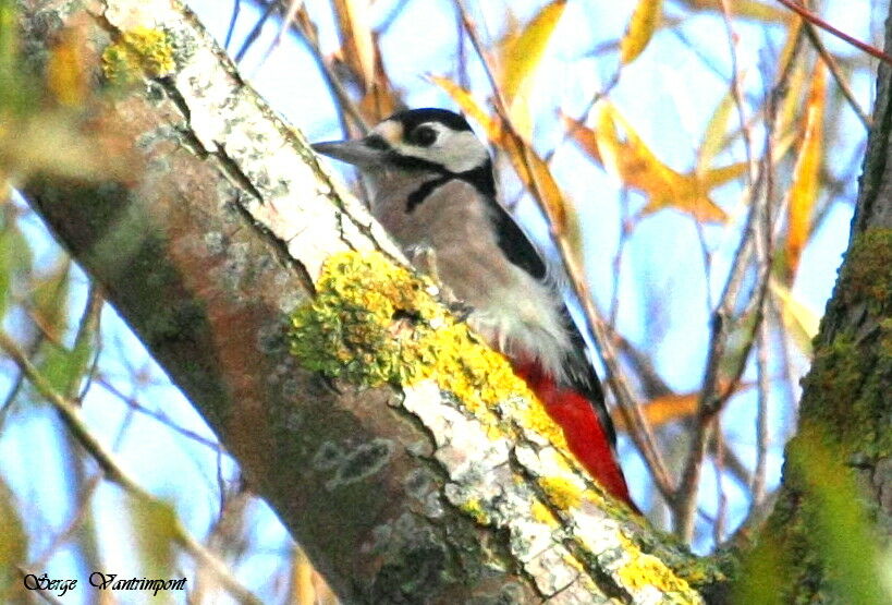 Pic épeiche mâle adulte, identification