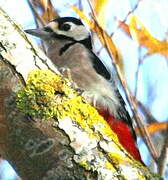 Great Spotted Woodpecker