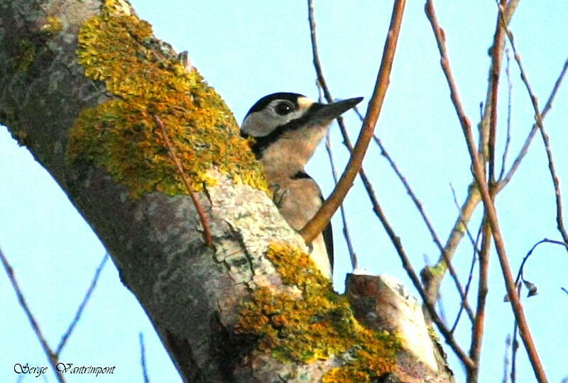 Pic épeiche mâle adulte, identification