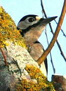 Great Spotted Woodpecker