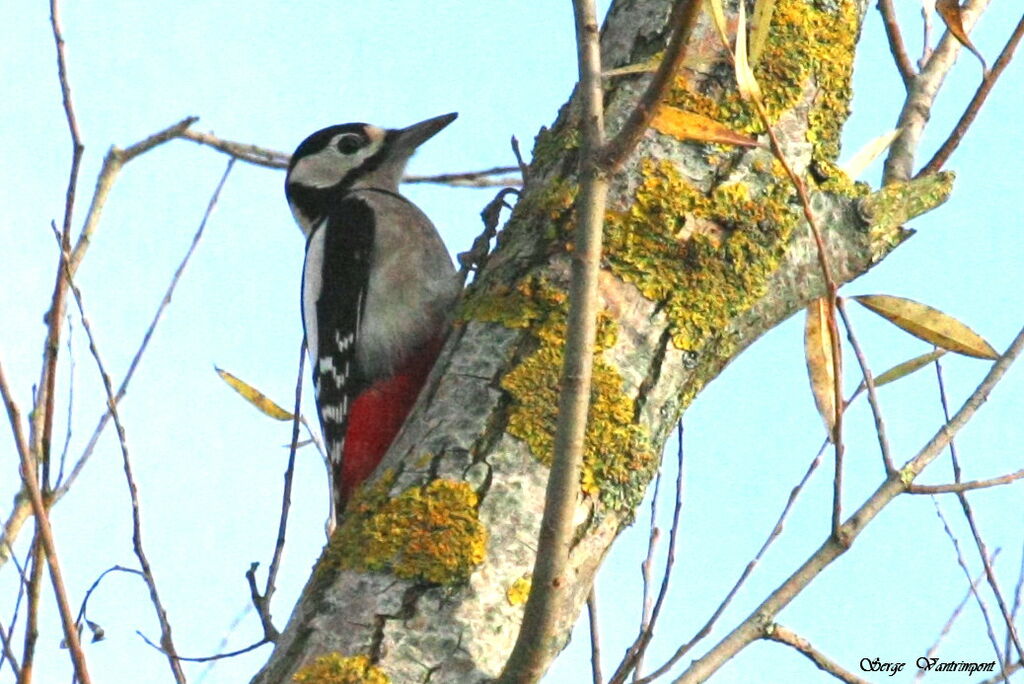 Pic épeiche mâle adulte, identification