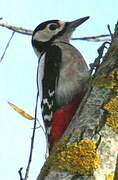 Great Spotted Woodpecker