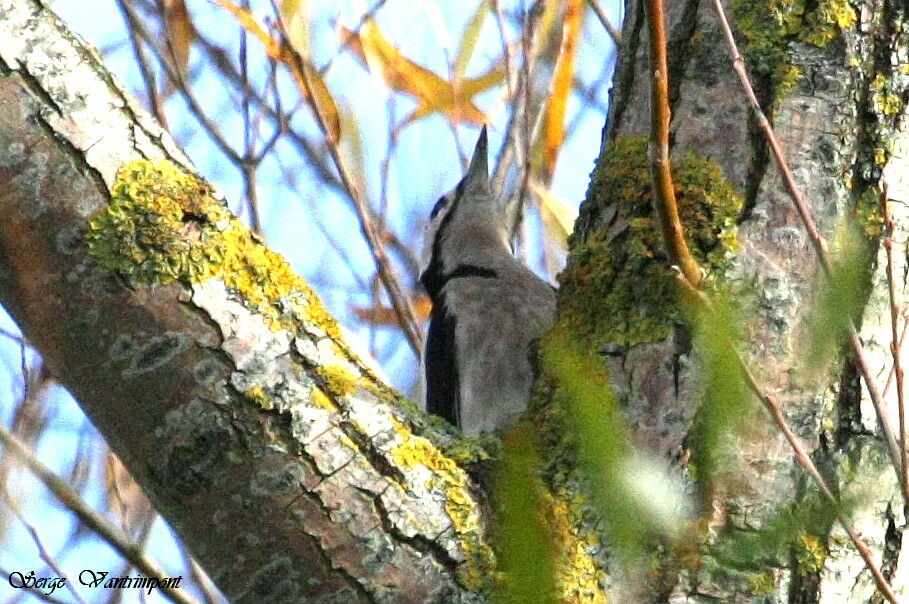 Great Spotted Woodpecker male adult, Behaviour