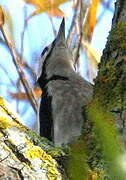 Great Spotted Woodpecker