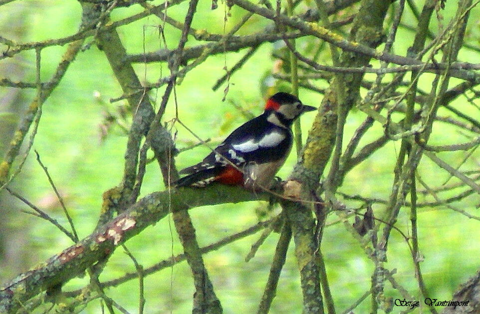 Great Spotted Woodpecker male adult, identification