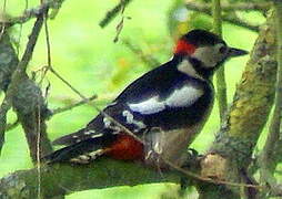 Great Spotted Woodpecker