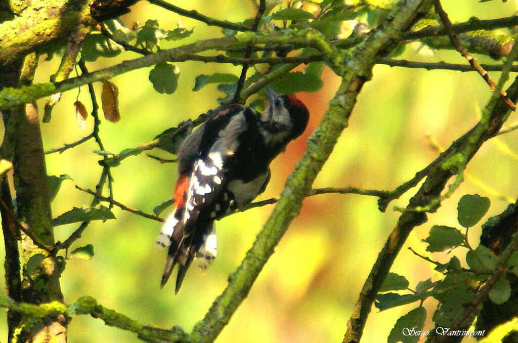 Pic épeiche mâle adulte, identification