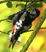 Great Spotted Woodpecker