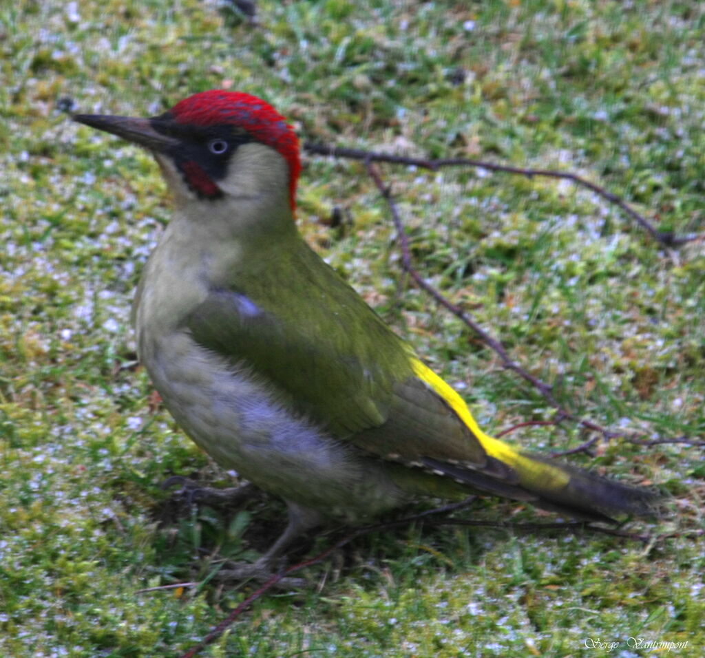 European Green Woodpecker male adult post breeding, Behaviour