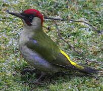 European Green Woodpecker