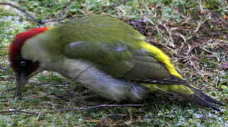 European Green Woodpecker