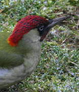 European Green Woodpecker